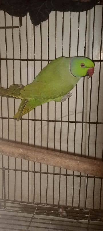 Green parrot male 1