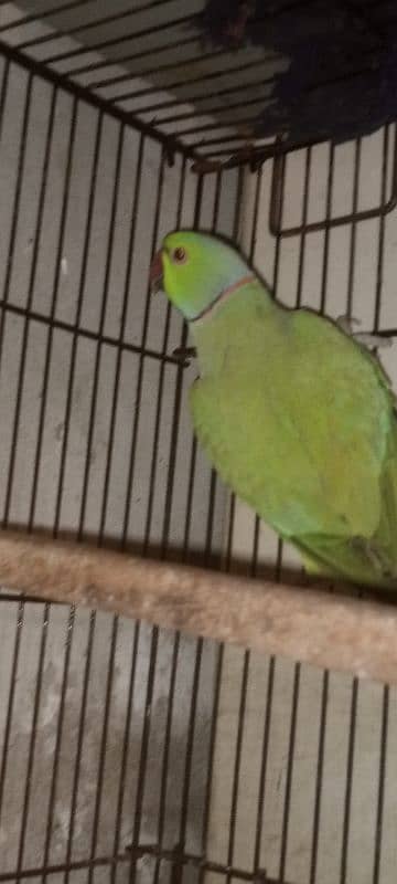 Green parrot male 2