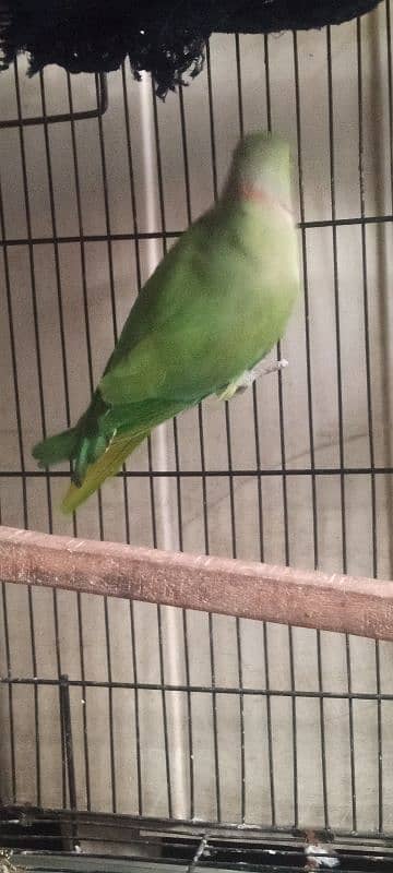 Green parrot male 3