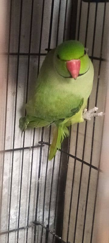 Green parrot male 4