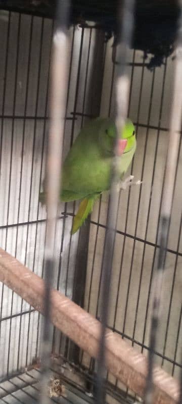 Green parrot male 5