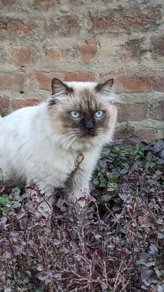 Beautiful Persian cute bicolour Cat | Persian cat for sale