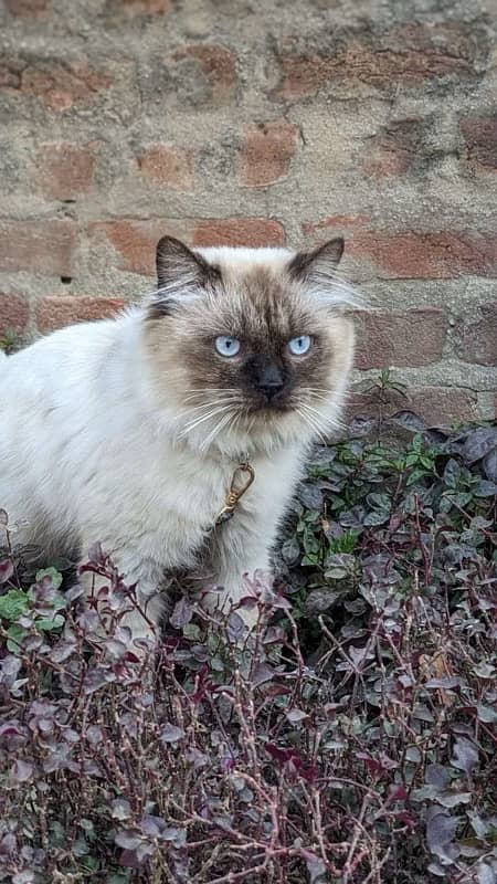 Beautiful Persian cute bicolour Cat | Persian cat for sale 0