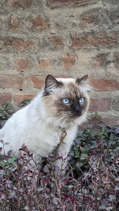 Beautiful Persian cute bicolour Cat | Persian cat for sale 1