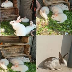 American Rabbits for sale.