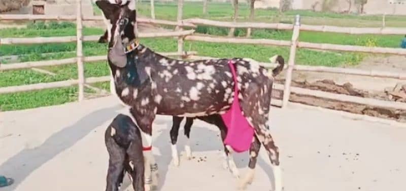 Desi bakri 2 Bacchon Ke Sath For Sale WhatsApp On 0311,7478,299 0