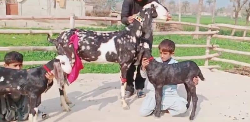 Desi bakri 2 Bacchon Ke Sath For Sale WhatsApp On 0311,7478,299 1