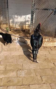 Aseel lasani murga. Aseel mushka chicken breed.