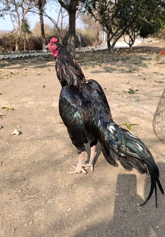 Aseel lasani murga. Aseel mushka chicken breed. 1