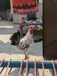 pure fayoumi patha, desi misri male young breeder