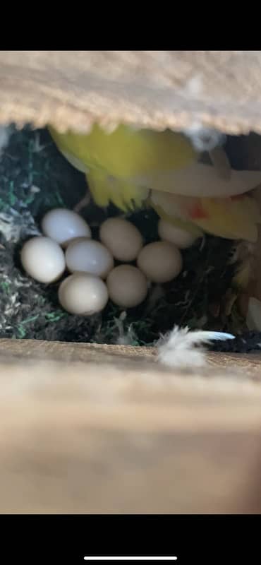 common lutino breeder females 2