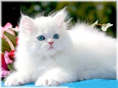 White Cute Cat