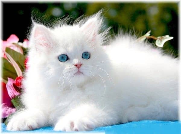 White Cute Cat 0