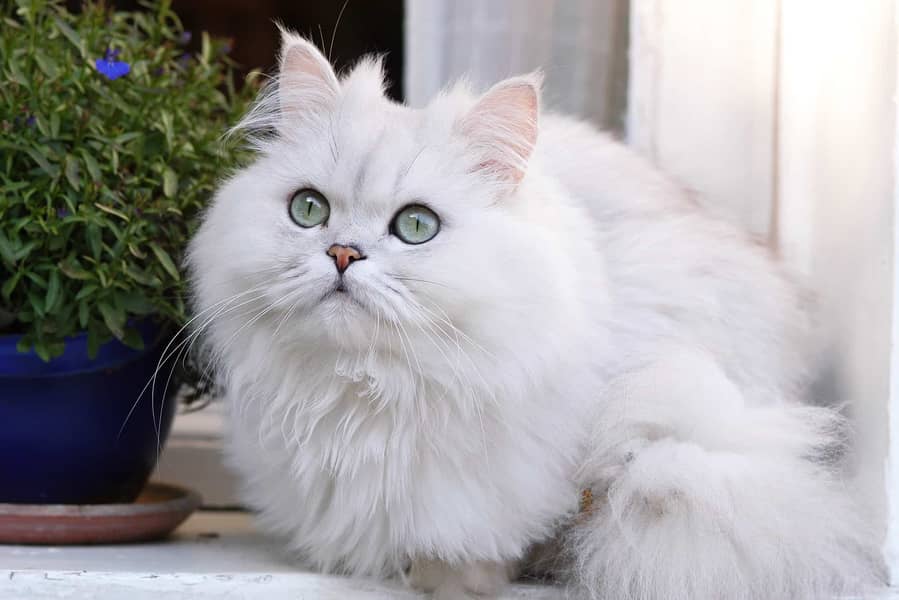 White Cute Cat 2