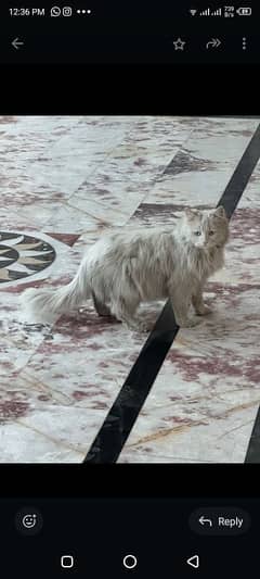 Persian long coat male