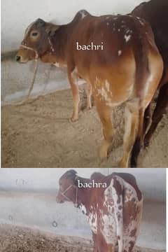 bachra Bachri