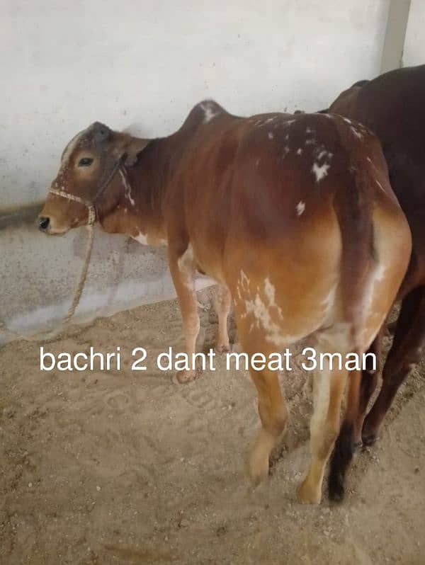 bachra Bachri 2