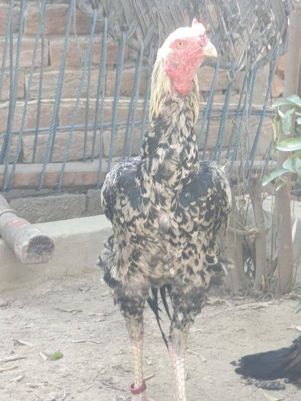 shamo cross aseel for sale 03190620149 whatsap 4