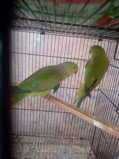 breeder pair for sale