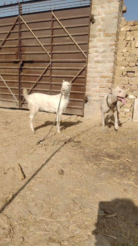 Bakri | teddy bakri ghulabi breeder path  | Goat For Sale 0