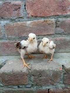 Mianwali chicks