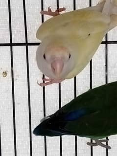 albino red eyes parrot