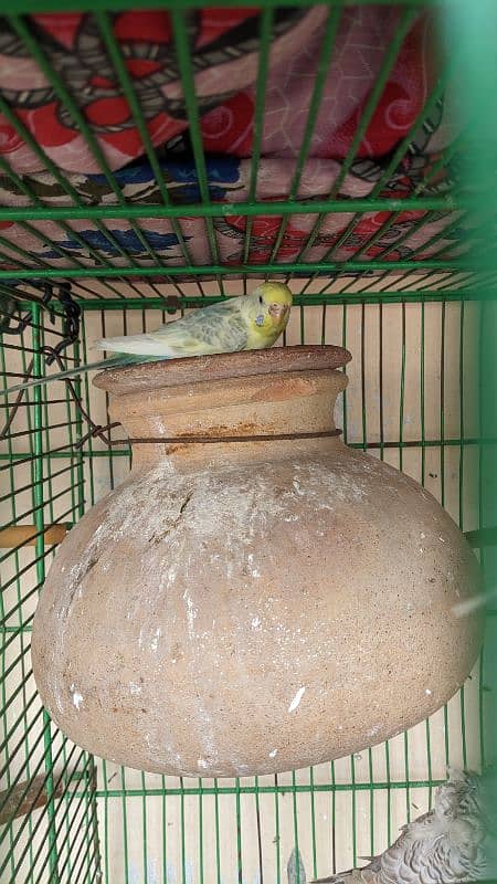 Australian budgie breeder pairs for sale 3