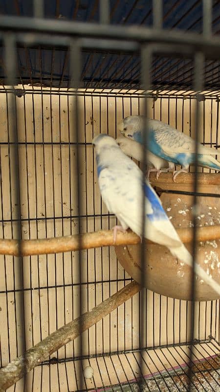 Australian budgie breeder pairs for sale 2