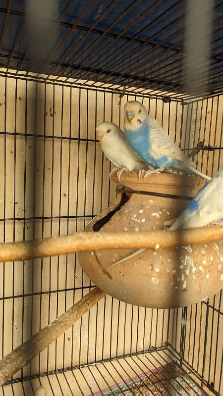 Australian budgie breeder pairs for sale 4