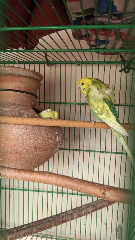 Australian budgie breeder pairs for sale 1