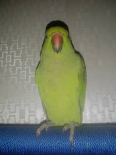 Green parrot