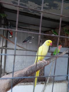 Yellow ringneck ckicks