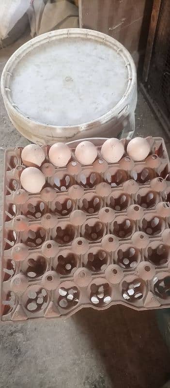 Heera aseel eggs 6