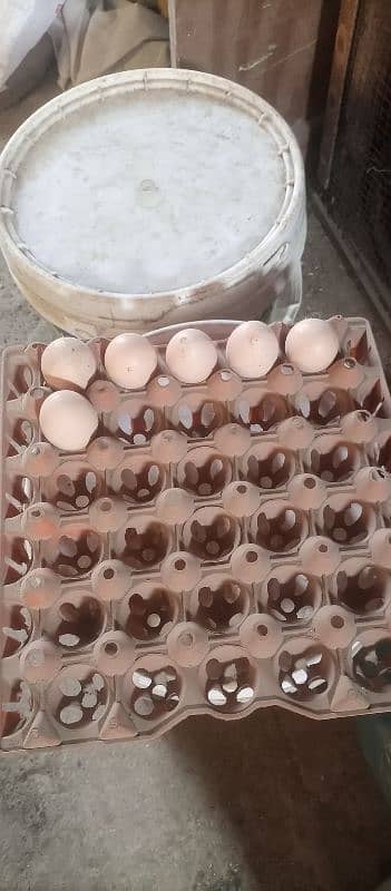 Heera aseel eggs 7