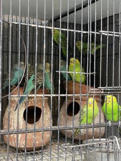 Breeding 8 Pairs Australian Parrots for Sale