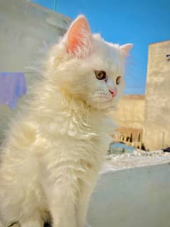 Persian Triple Coated Fully Milky White Colour