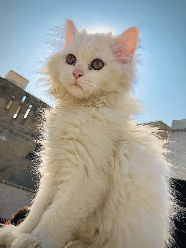 Persian Triple Coated Fully Milky White Colour 1