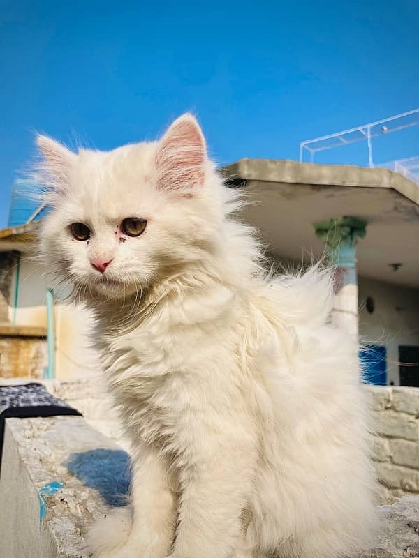 Persian Triple Coated Fully Milky White Colour 3