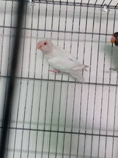 albino red eyes parrot