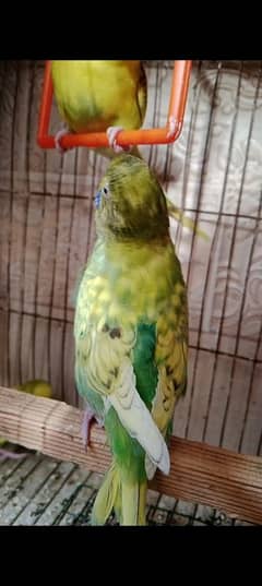 budgies pattha