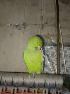 Green parrot