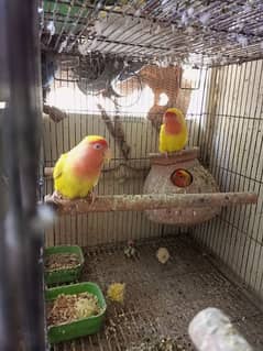 lutino breeder pair