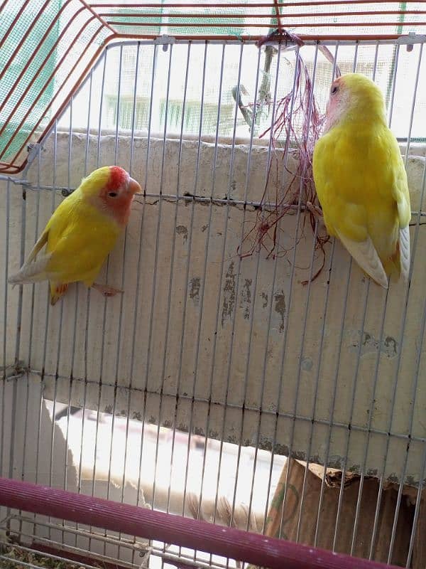 lutino breeder pair 3