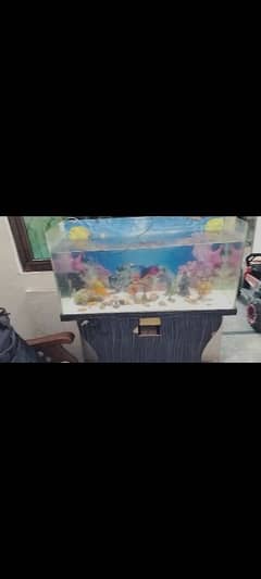 fish e aquarium and 7 fish for big three little fish