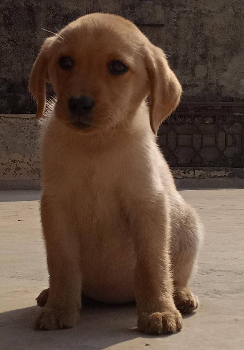 Labrador Puppy /golden retriever puppy / puppy / labrador Dogs 2