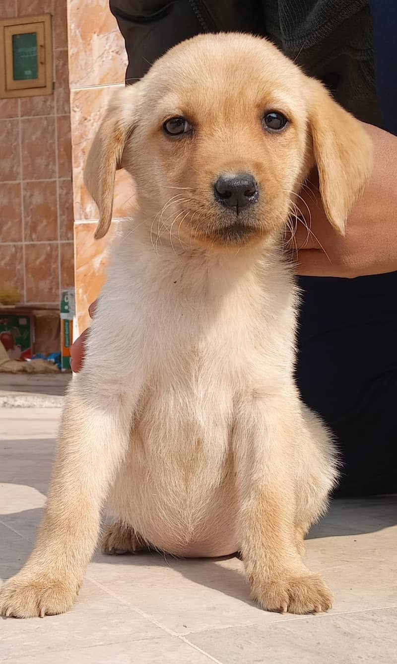 Labrador Puppy /golden retriever puppy / puppy / labrador Dogs 4