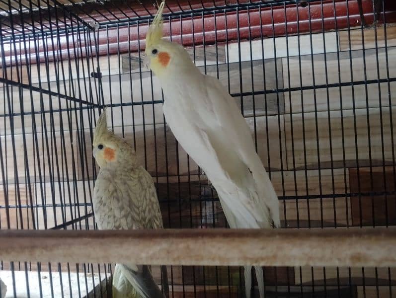 Common White Breeder Pair Cocktail 0