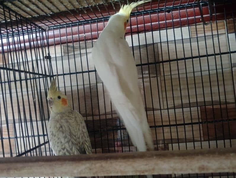 Common White Breeder Pair Cocktail 1