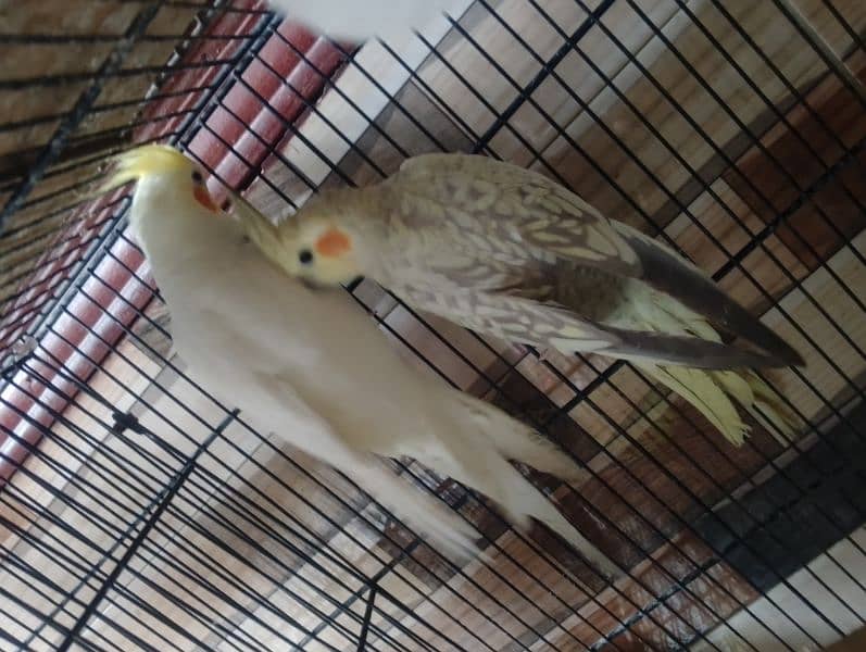 Common White Breeder Pair Cocktail 3