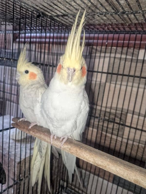 Common White Breeder Pair Cocktail 5